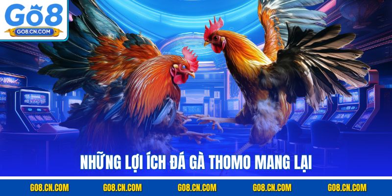 Những lợi ích đá gà Thomo mang lại